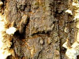 Coniophora puteana image