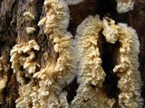 Coniophora puteana image