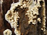 Coniophora puteana image