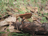 Polyporus leptocephalus image