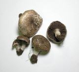 Agaricus cupreobrunneus image