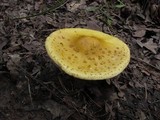 Amanita flavorubens image
