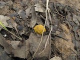 Amanita flavorubens image