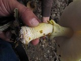 Amanita flavorubens image