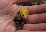 Amanita flavorubens image