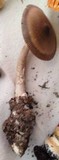 Amanita pachycolea image