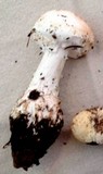 Amanita smithiana image