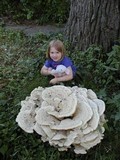 Bondarzewia berkeleyi image