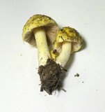 Bolbitius vitellinus image