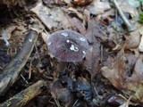 Entoloma violaceum image