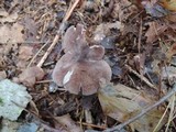 Entoloma violaceum image