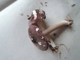 Entoloma violaceum image