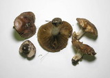 Hebeloma sinapizans image
