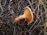 Hygrophoropsis aurantiaca image