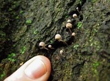 Mycena corticola image
