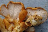 Hypomyces lateritius image
