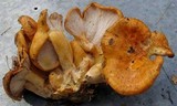 Hypomyces lateritius image