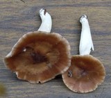 Hygrocybe colemanniana image