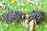 Psathyrella multipedata image