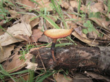 Polyporus leptocephalus image