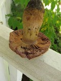 Cortinarius atkinsonianus image