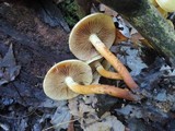 Pholiota alnicola image