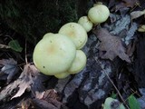 Pholiota alnicola image