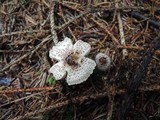 Lepiota felina image