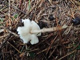 Lepiota felina image