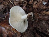 Clitocybe phyllophila image