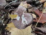 Entoloma violaceum image