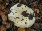 Russula fuegiana image