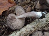 Entoloma violaceum image