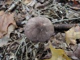 Entoloma violaceum image