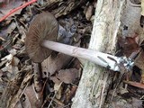 Entoloma violaceum image