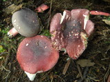 Russula nothofaginea image
