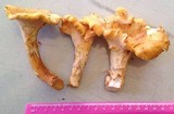Cantharellus formosus image