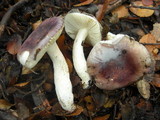 Russula nothofaginea image