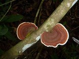 Hexagonia variegata image