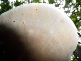 Hexagonia variegata image
