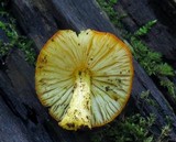 Pluteus aurantiorugosus image