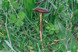 Panaeolus subbalteatus image