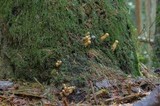 Gymnopilus viridans image