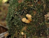 Gymnopilus viridans image