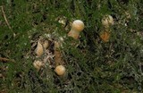 Gymnopilus viridans image