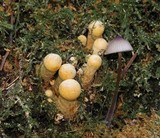 Gymnopilus viridans image