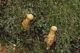 Gymnopilus viridans image