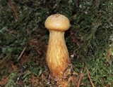 Gymnopilus viridans image
