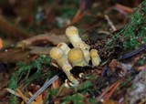 Gymnopilus viridans image
