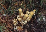 Gymnopilus viridans image